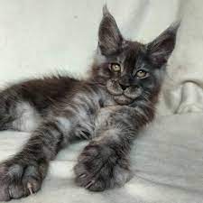 Leonardo Cute Cats Cat Lovers Crazy Cats