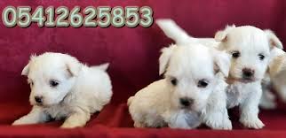 maltese terrier yavru fiyati kopek