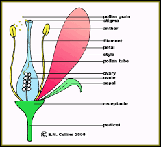 Start studying parts of a flower diagram. Flowering Plants