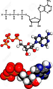 Check spelling or type a new query. Adenosintriphosphat Atp Energie Transport Molekul Die Chemische Struktur Atp Ist Die Hauptenergiequelle Transport Molekul In Den Meisten Organismen Drei Darstellungen 2d Skelett Formel 3d Kalottenmodell Und 3d Kugel Stab Modell Lizenzfrei