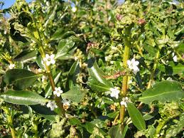Image result for Myoporum laetum
