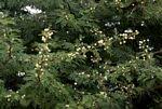 Image result for Acacia robusta