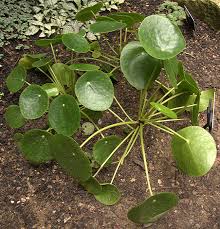 Image result for Urticaceae