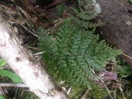 Image result for Vandenboschia