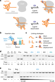 In the utc time standard, a minute on rare occasions has 61 seconds, a consequence of leap seconds (there is a provision to insert a negative leap second. Controlling Crispr Cas9 With Ligand Activated And Ligand Deactivated Sgrnas Nature Communications