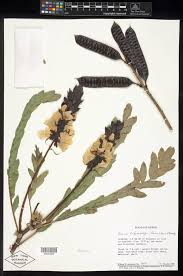 Image result for Senna didymobotrya