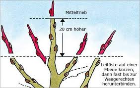 Obstbaumschnitt Junge Baume Obstbaumschnitt Garten Garten Pflanzen