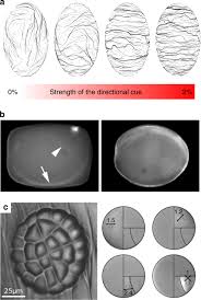 The primary function of these cells in plants is to carry out the process of photosynthesis via chloroplast which gives them their color. Are Microtubules Tension Sensors Nature Communications