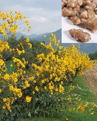 La fioritura avviene dalla primavera all'autunno. Riprendiamoci L Autunno Scuola Di Scrittura Omero