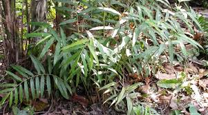 Image result for Aframomum