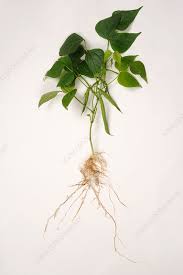 Image result for Phaseolus vulgaris