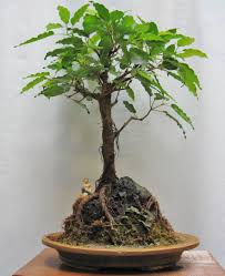 Image result for Ficus virens