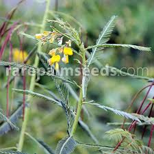 Image result for Sesbania pachycarpa