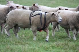 Charollais Ram Rutland Rassen