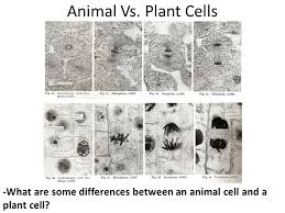 Check spelling or type a new query. Mitotic Cell Division Exercise 7 Ppt Video Online Download