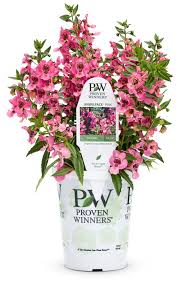 Proven winners flowers for sale. 80 Favorite Annuals Proven Winners Ideas In 2021 Proven Winners Plants Planting Flowers