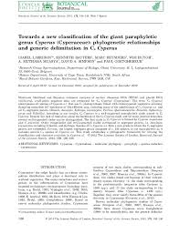 Image result for Pycreus macranthus