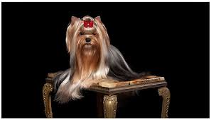 We did not find results for: Las Vegas Yorkie Puppy Breeder Gorjesspets