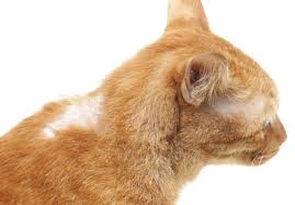 Hot spots are small areas of skin that become highly irritated. Cat Hair Loss Causes Treatment Meowing Cats
