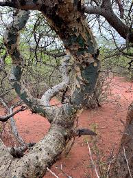 Image result for Commiphora tenuipetiolata