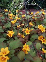Image result for Lysimachia angustiloba