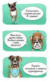 chestnyj gid po porodam sobak ot pervogo lica porody sobak sobaki dressirovka sobak