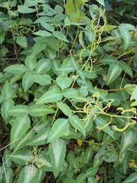 Image result for Desmodium uncinatum