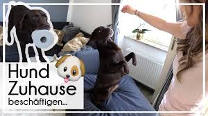 Tiere in not suchen ein zuhause. Hund Zuhause Beschaftigen 4 Tipps Fur Die Wohnung Karolovesmilka Milkamittwoch Youtube