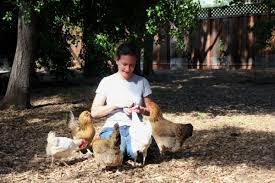 See more of our beginner's guide below of course, one doesn't need to be a professional farmer to raise a flock of a couple pullets, but it is only now, after more than one year and half of experience, that i can say quite confidently that. Backyard Chickens 101 News Mountain View Online