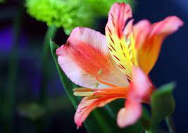 Arco Iris Permanente En Las Flores De Esta Planta Plantas Flores Jardineria