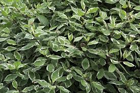 Image result for Pisonia