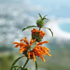 Image result for Leonotis decadonta