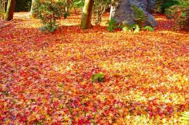 葉っぱが紅葉して赤くなるのはなぜ ねとらぼ