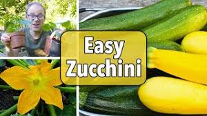 Maybe you would like to learn more about one of these? Growing Zucchini How To Plant Grow And Harvest Zucchini Summer Squash The Old Farmer S Almanac
