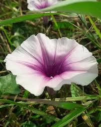 Image result for Ipomoea aquatica