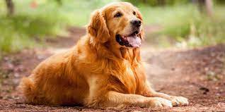This hefty price is a result of the rigorous training that these dogs need to go. Golden Retriever Dog Information Pictures Dogexpress