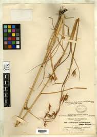 Image result for Hyparrhenia tamba