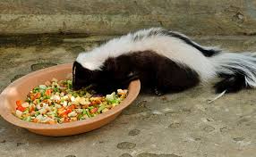 A raccoon has been sneaking on the porch to eat the cat's food. The Dangers Of Feeding Raccoons And Skunks