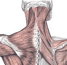 The ligamentum nuchae are very strong. Nuchal Ligament Wikipedia