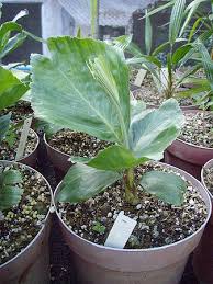 Image result for Aiphanes horrida