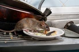 Rat Extermination and Control | Twin Forks Pest Control®