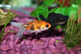 Itu dia 8 daftar ikan hias air tawar yang mudah dirawat dan bisa dicampur dengan ikan lain. Aneka Jenis Ikan Hias Air Tawar Dan Manfaat Memeliharanya