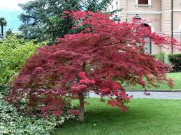 Acero Giapponese Nano Cerca Con Google Acero Giapponese Progettazione Giardino Di Casa Progettazione Di Giardini