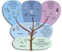 Classification Of Organisms Under Five Kingdom Biology