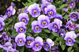 How to prepare your pansies for. It S Time To Plant Pansies Redwood Nursery Garden Center