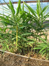 Image From Http Colchesterfarmcommunitysupportedagriculture Files Wordpress Com 2012 10 Ginger Plant Jpg Plants Dream Garden Ornamental Plants