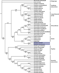 Image result for Fadogia arenicola