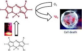 Woman diagnosed with bowel cancer reveals warning signs everyone should know. In Vitro Photodynamic Treatment Of Cancer Cells Induced By Aza Bodipys Photochemical Photobiological Sciences X Mol