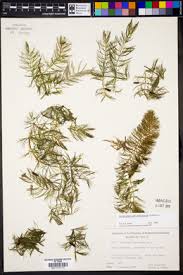 Image result for Ceratophyllum muricatum