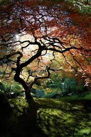 The Japanese Garden Portland Oregon 1024x685 Portland Japanese Garden Oregon Trees Japanese Garden